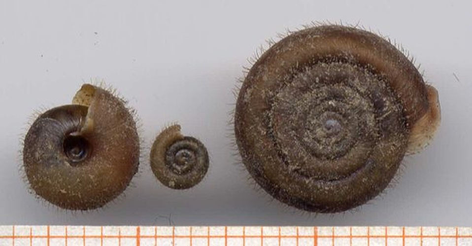 Helicodonta obvoluta &copy; Francisco Welter Schultes