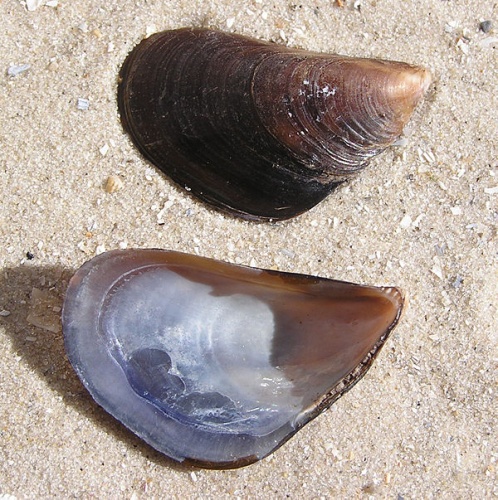 Mediterranean mussel © <table><tbody><tr>
<td>
</td>
<td>This picture has been taken by <a href="//commons.wikimedia.org/wiki/User:Butko" title="User:Butko">Andrew Butko</a>. Contact e-mail: <a rel="nofollow" class="external text" href="mailto:abutko@gmail.com">abutko@gmail.com</a>. Do not copy this image illegally by ignoring the terms of the СС-BY-SA or GNU FDL licenses, as it is not in the public domain. Other photos <a href="//commons.wikimedia.org/wiki/Category:Photos,_created_by_Andrew_Butko" title="Category:Photos, created by Andrew Butko">see here</a>.
</td>
</tr></tbody></table>