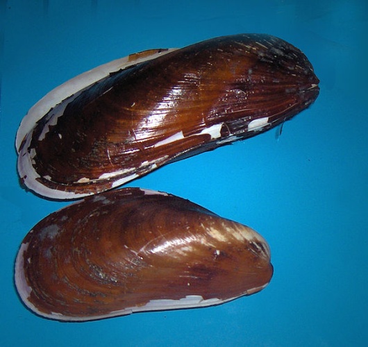 Modiolus modiolus © Georges Jansoone (<a href="//commons.wikimedia.org/wiki/User:JoJan" title="User:JoJan">JoJan</a>)