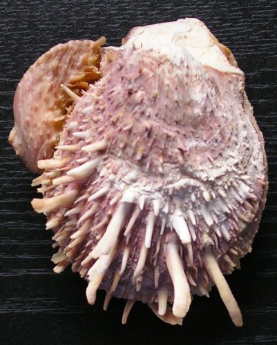 Spondylus gaederopus © 