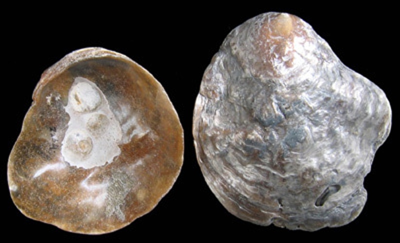 Anomia ephippium © Jan Johan ter Poorten