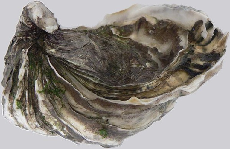 Crassostrea gigas © No machine-readable author provided. <a href="//commons.wikimedia.org/wiki/User:BetacommandBot" title="User:BetacommandBot">BetacommandBot</a> assumed (based on copyright claims).