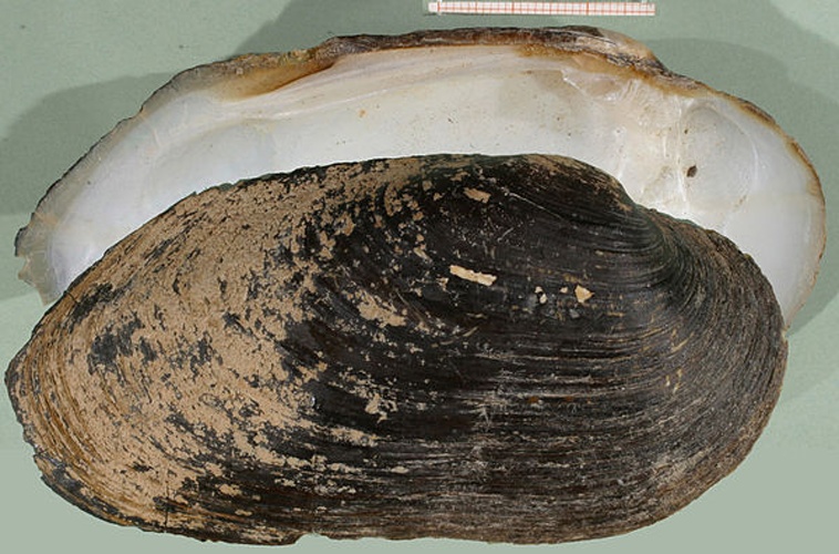 Spengler's freshwater mussel &copy; <a rel="nofollow" class="external text" href="http://www.animalbase.uni-goettingen.de/zooweb/servlet/AnimalBase/home/collaborator?id=7">Francisco Welter Schultes</a>