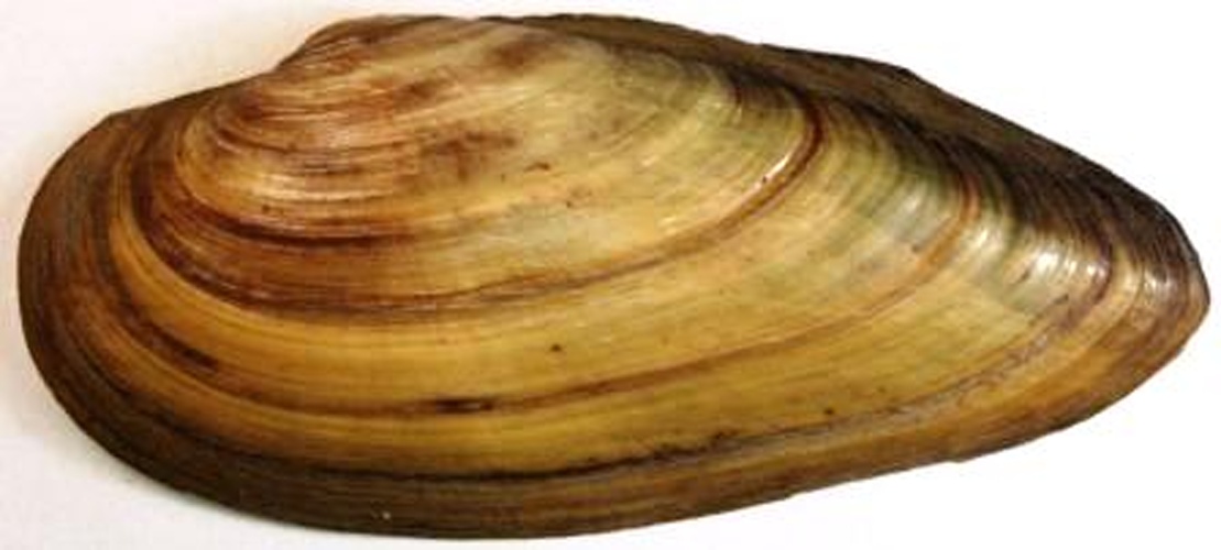 Painter's mussel © No machine-readable author provided. <a href="//commons.wikimedia.org/w/index.php?title=User:Emma78&amp;action=edit&amp;redlink=1" class="new" title="User:Emma78 (page does not exist)">Emma78</a> assumed (based on copyright claims).