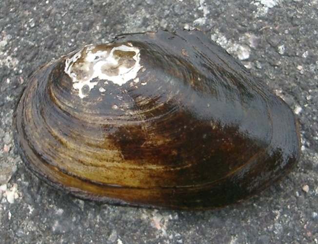 Duck mussel &copy; Joel Berglund