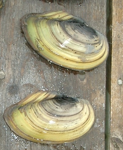 Swan mussel © <a href="//commons.wikimedia.org/w/index.php?title=User:Boldie&amp;action=edit&amp;redlink=1" class="new" title="User:Boldie (page does not exist)">Boldie</a>