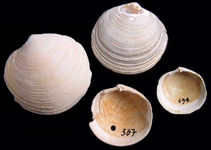 Lucinoma borealis © Jan Johan ter Poorten; modified by Tom Meijer