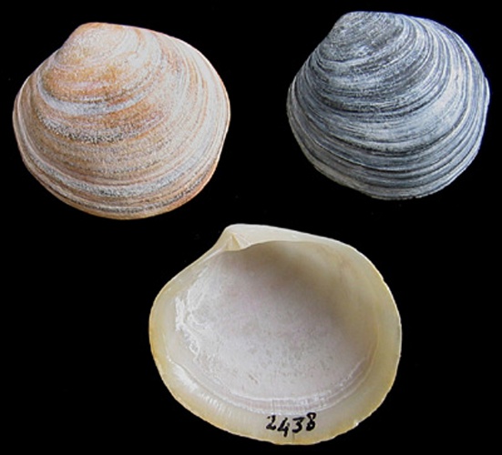 Diplodonta rotundata © Jan Johan ter Poorten