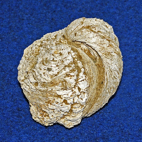 Chama gryphoides © <a href="//commons.wikimedia.org/wiki/User:Hectonichus" title="User:Hectonichus">Hectonichus</a>