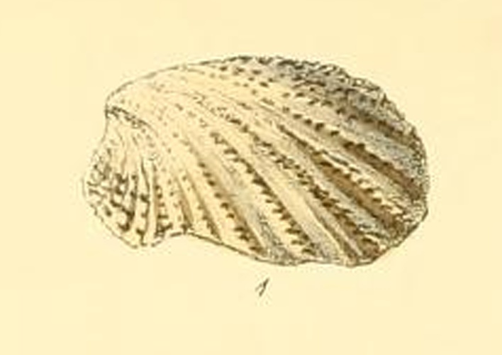 Cardita calyculata © Lovell Augustus Reeve (1814-1865)