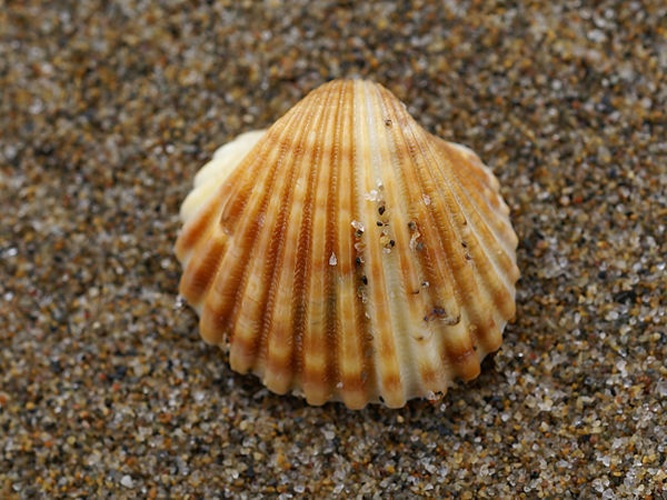 Acanthocardia tuberculata © <div class="fn value">
Hans Hillewaert</div>