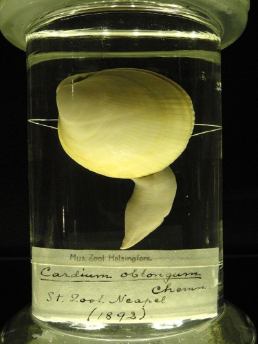 Laevicardium oblongum © <a href="//commons.wikimedia.org/wiki/User:Daderot" title="User:Daderot">Daderot</a>