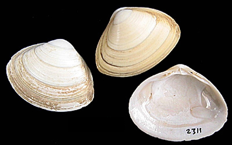 Spisula elliptica &copy; Jan Johan ter Poorten