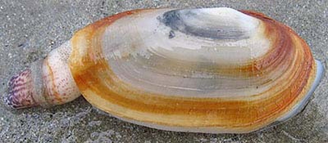 Lutraria lutraria &copy; Jan Johan ter Poorten