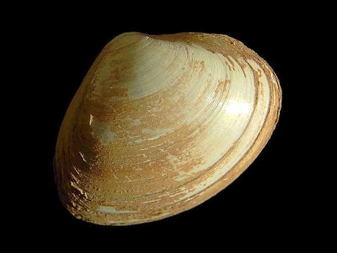 Surf clam © <div class="fn value">
<a href="//commons.wikimedia.org/wiki/User:Biopics" title="User:Biopics">Hans Hillewaert</a>
</div>