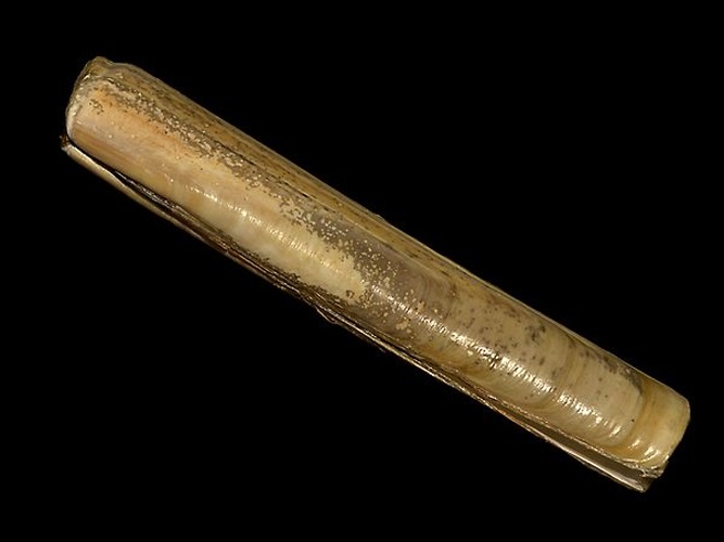 Solen marginatus &copy; <div class="fn value">
<a href="//commons.wikimedia.org/wiki/User:Biopics" title="User:Biopics">Hans Hillewaert</a>
</div>