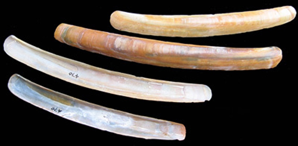 Ensis ensis &copy; Jan Johan ter Poorten