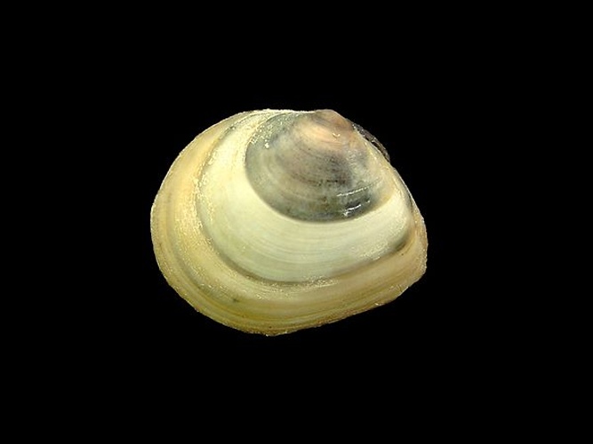 Macoma balthica © <div class="fn value">
<a href="//commons.wikimedia.org/wiki/User:Biopics" title="User:Biopics">Hans Hillewaert</a>
</div>