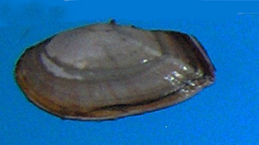 Gari fervensis &copy; Georges Jansoone (<a href="//commons.wikimedia.org/wiki/User:JoJan" title="User:JoJan">JoJan</a>)