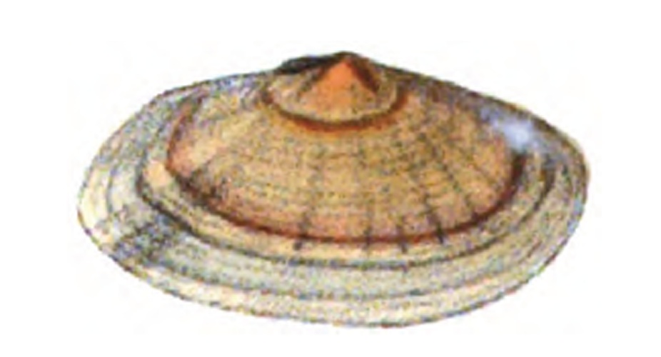 Gari tellinella &copy; Lovell Augustus Reeve (1814-1865)