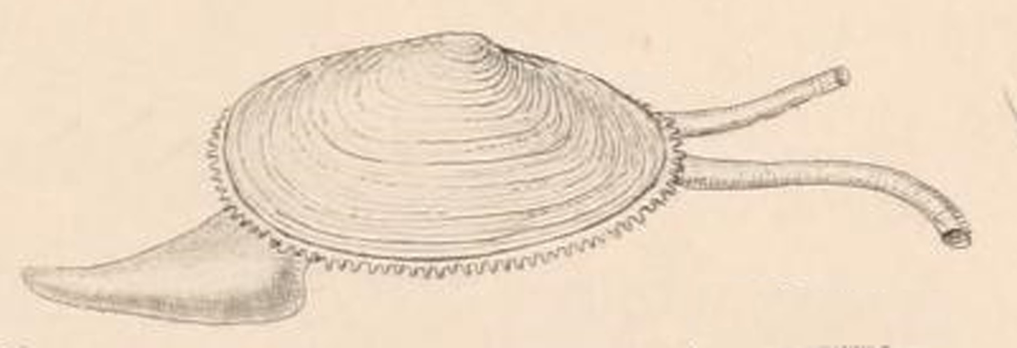 Abra nitida © Henry Adams (1813-1877), Arthur Adams (1820-1878)