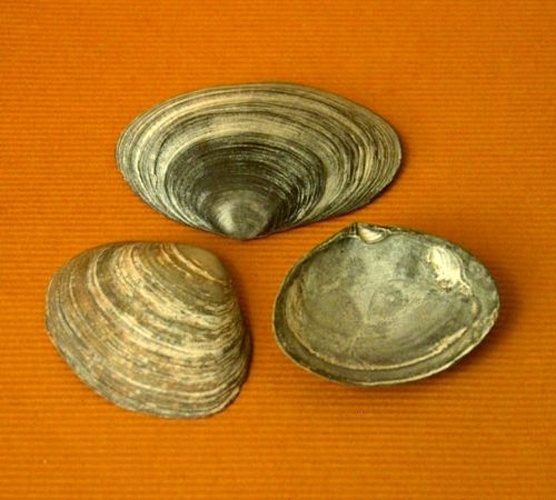 Peppery furrow shell © No machine-readable author provided. <a href="//commons.wikimedia.org/w/index.php?title=User:Penelopeia~commonswiki&amp;action=edit&amp;redlink=1" class="new" title="User:Penelopeia~commonswiki (page does not exist)">Penelopeia~commonswiki</a> assumed (based on copyright claims).