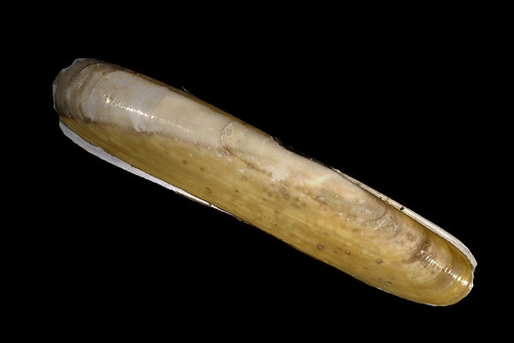 Pharus legumen &copy; <div class="fn value">
<a href="//commons.wikimedia.org/wiki/User:Biopics" title="User:Biopics">Hans Hillewaert</a>
</div>