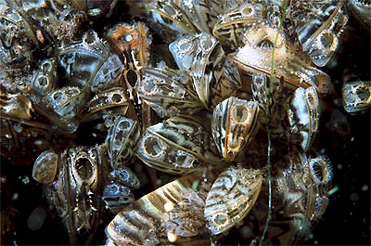 Zebra mussel &copy; <a href="https://en.wikipedia.org/wiki/nl:GerardM" class="extiw" title="w:nl:GerardM">GerardM</a>
