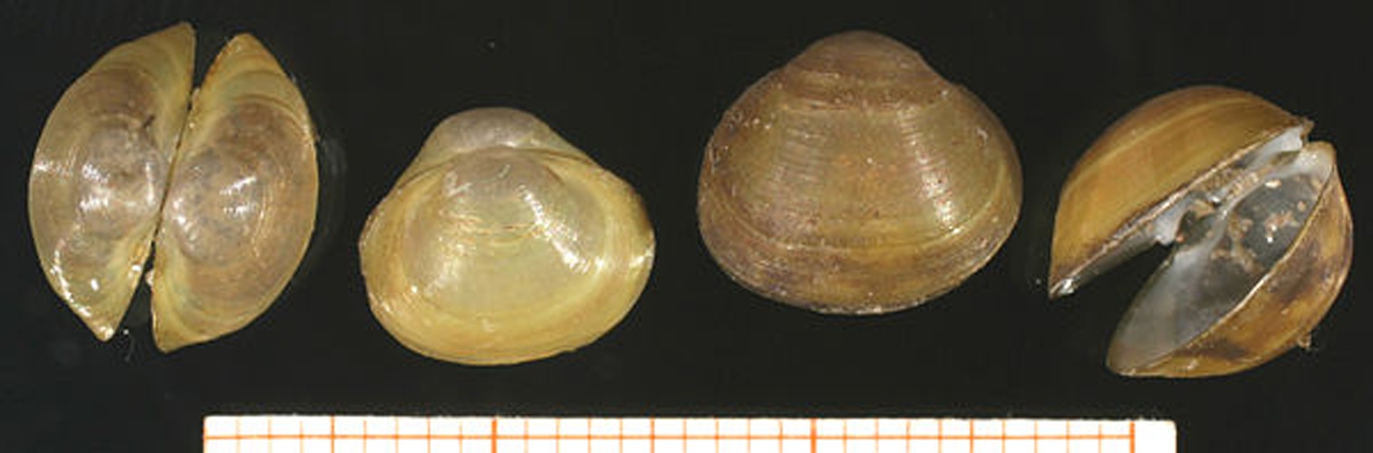 Sphaerium corneum &copy; <a rel="nofollow" class="external text" href="http://www.animalbase.uni-goettingen.de/zooweb/servlet/AnimalBase/home/collaborator?id=7">Francisco Welter Schultes</a>