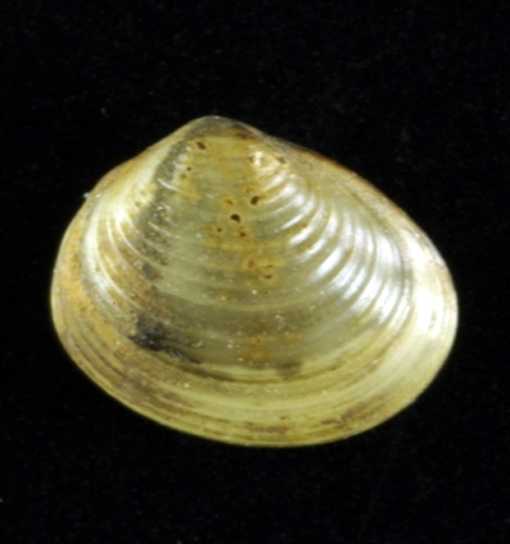 Pisidium amnicum &copy; <a href="//commons.wikimedia.org/w/index.php?title=User:Snailmail&amp;action=edit&amp;redlink=1" class="new" title="User:Snailmail (page does not exist)">Snailmail</a>