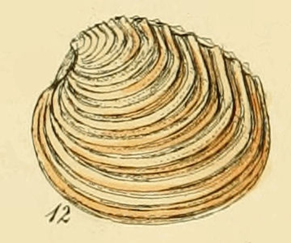 Venus casina © <bdi><a href="https://en.wikipedia.org/wiki/en:George_Brettingham_Sowerby_II" class="extiw" title="w:en:George Brettingham Sowerby II">George Brettingham Sowerby II</a>
</bdi>