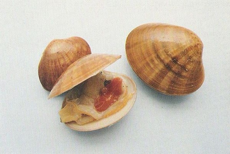 Smooth clam © The original uploader was <a href="https://en.wikipedia.org/wiki/it:User:Dariozo" class="extiw" title="w:it:User:Dariozo">Dariozo</a> at <a href="https://en.wikipedia.org/wiki/it:" class="extiw" title="w:it:">Italian Wikipedia</a>.