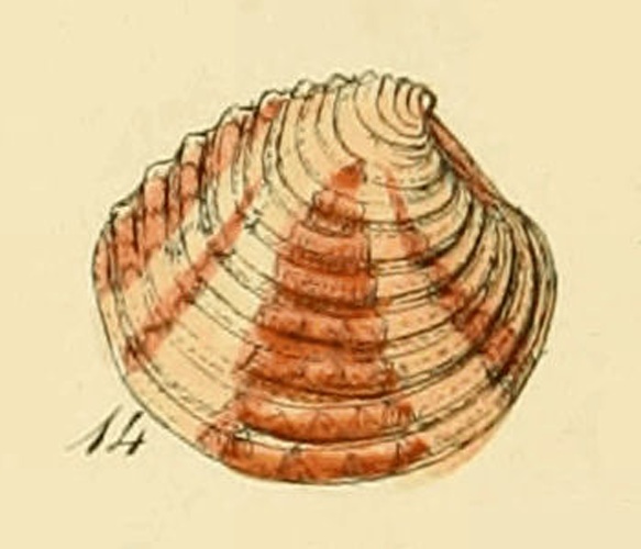 Clausinella fasciata © <bdi><a href="https://en.wikipedia.org/wiki/en:George_Brettingham_Sowerby_II" class="extiw" title="w:en:George Brettingham Sowerby II">George Brettingham Sowerby II</a>
</bdi>