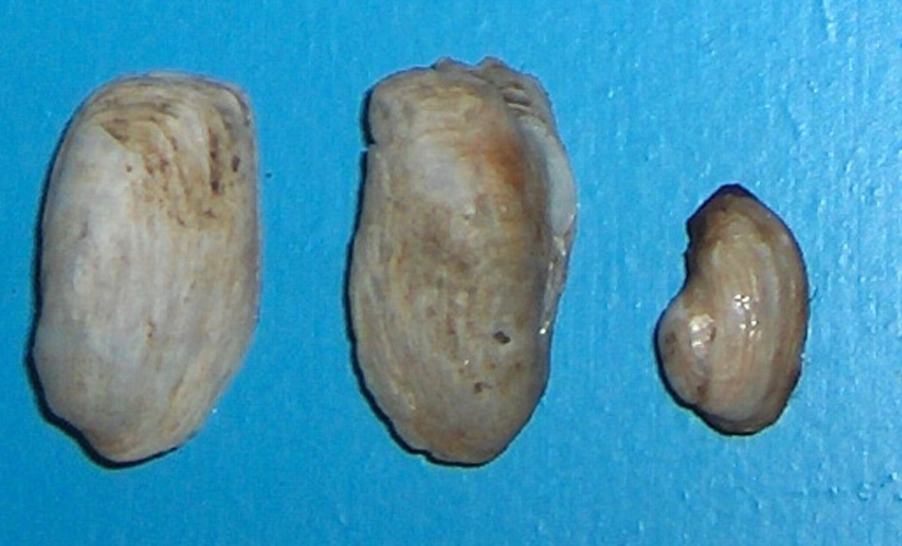 Hiatella rugosa &copy; Georges Jansoone (<a href="//commons.wikimedia.org/wiki/User:JoJan" title="User:JoJan">JoJan</a>)