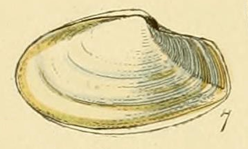 Thracia phaseolina © George Brettingham Sowerby II (1812-1884)