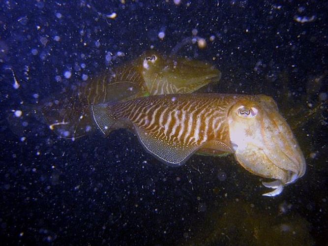 Common Cuttlefish © <a rel="nofollow" class="external text" href="https://www.flickr.com/photos/32782129@N00">Gerrit Huurman</a>