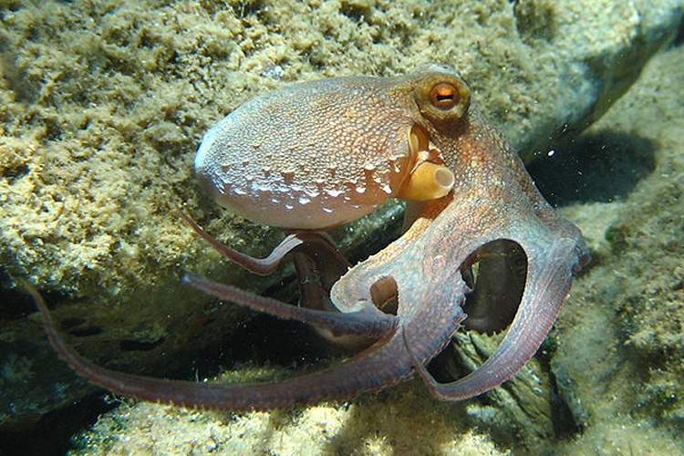 common octopus © <a href="https://de.wikipedia.org/wiki/Benutzer:Beckmannjan" class="extiw" title="de:Benutzer:Beckmannjan">Beckmannjan</a>