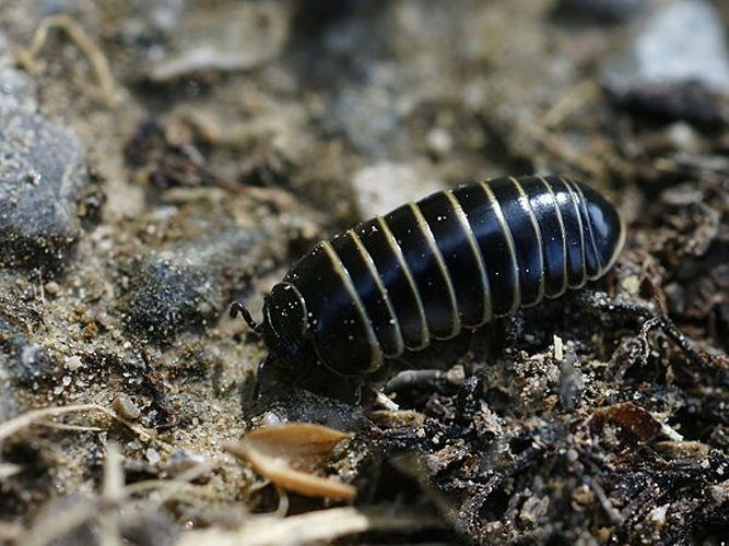 Glomeris marginata © <div class="fn value">
<a href="//commons.wikimedia.org/wiki/User:Biopics" title="User:Biopics">Hans Hillewaert</a>
</div>