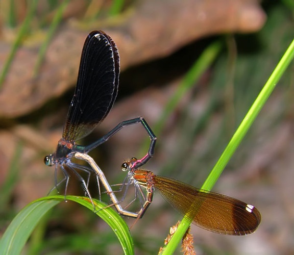 Calopteryx haemorrhoidalis © <a href="//commons.wikimedia.org/w/index.php?title=User:Subakun&amp;action=edit&amp;redlink=1" class="new" title="User:Subakun (page does not exist)">Stefano Baldacci</a>