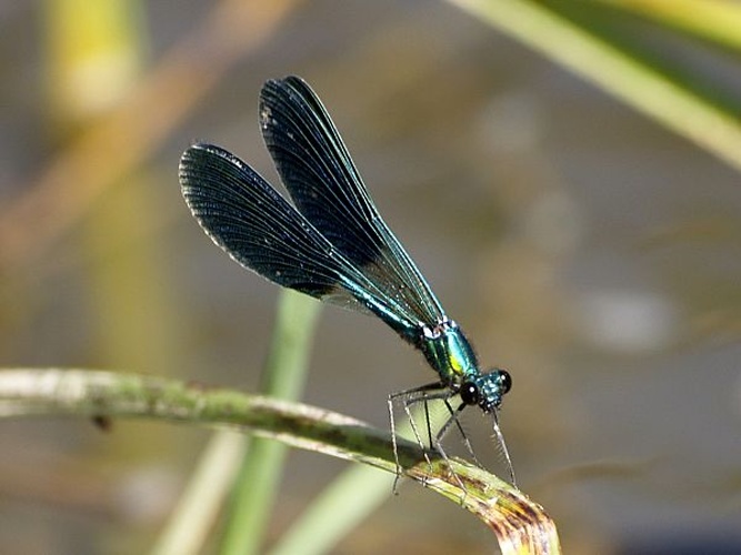 Western Demoiselle © <a href="//commons.wikimedia.org/wiki/User:Fturmo" title="User:Fturmo">Fturmo</a>