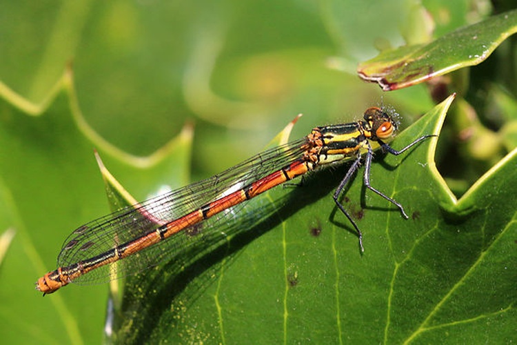 Large Red Damselfly &copy; <bdi>Charles J Sharp
</bdi>