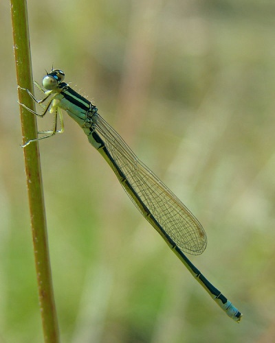 Scarce Blue-tailed Damselfly &copy; <a href="//commons.wikimedia.org/wiki/User:Chrumps" title="User:Chrumps">Chrumps</a>