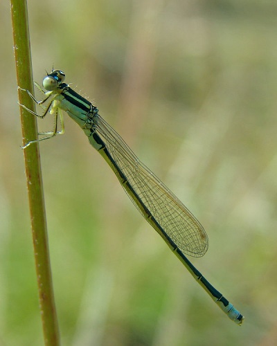 Scarce Blue-tailed Damselfly © <a href="//commons.wikimedia.org/wiki/User:Chrumps" title="User:Chrumps">Chrumps</a>