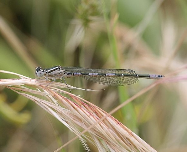 Coenagrion caerulescens &copy; <table style="width:100%; border:1px solid #aaa; background:#efd; text-align:center"><tbody><tr>
<td>
<a href="//commons.wikimedia.org/wiki/File:Lanius_pallidirostris.jpg" class="image"><img alt="Lanius pallidirostris.jpg" src="https://upload.wikimedia.org/wikipedia/commons/thumb/a/a2/Lanius_pallidirostris.jpg/55px-Lanius_pallidirostris.jpg" decoding="async" width="55" height="41" srcset="https://upload.wikimedia.org/wikipedia/commons/thumb/a/a2/Lanius_pallidirostris.jpg/83px-Lanius_pallidirostris.jpg 1.5x, https://upload.wikimedia.org/wikipedia/commons/thumb/a/a2/Lanius_pallidirostris.jpg/110px-Lanius_pallidirostris.jpg 2x" data-file-width="800" data-file-height="600"></a>
</td>
<td>This image is created by user <a rel="nofollow" class="external text" href="http://observado.org/user/photos/11292">Joram de Gans</a> at <a rel="nofollow" class="external text" href="http://observado.org/">observado.org</a>, a global biodiversity recording project.
</td>
</tr></tbody></table>