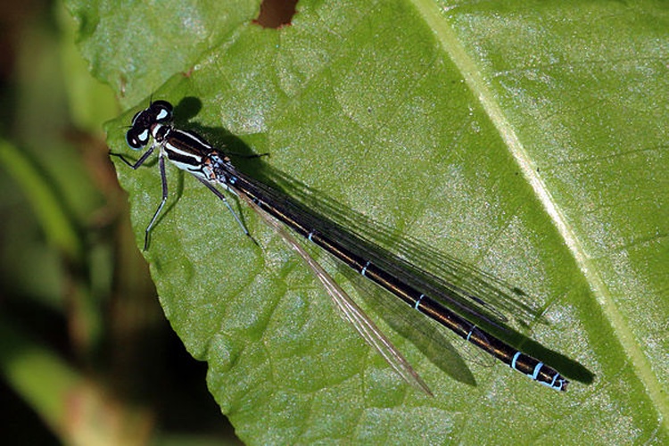azure damselfly &copy; <bdi>Charles J Sharp
</bdi>
