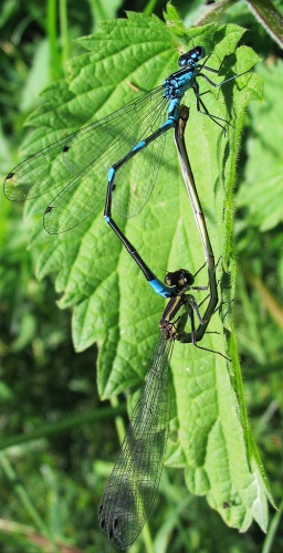 Variable Damselfly &copy; 