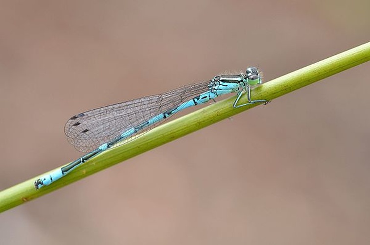 Coenagrion hastulatum &copy; <a rel="nofollow" class="external text" href="https://www.flickr.com/people/9082612@N05">Gilles San Martin</a> from Namur, Belgium