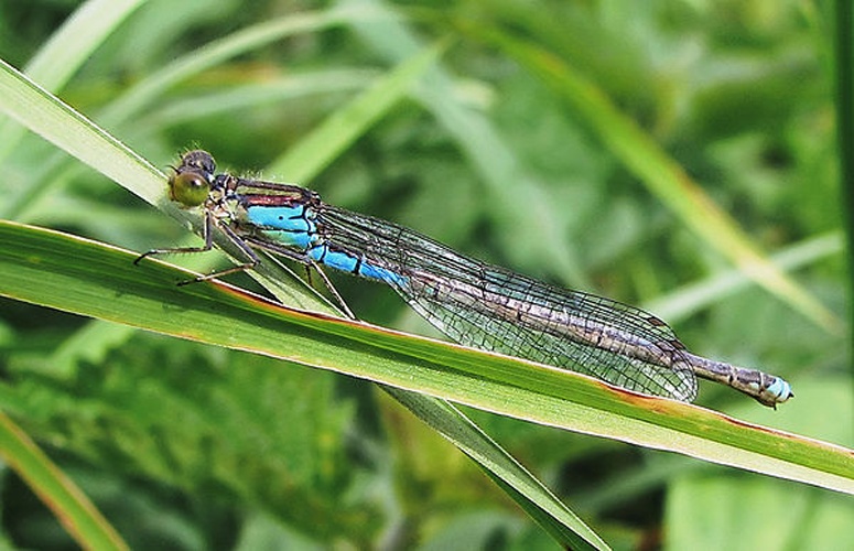 Small Red-eyed Damselfly &copy; 
