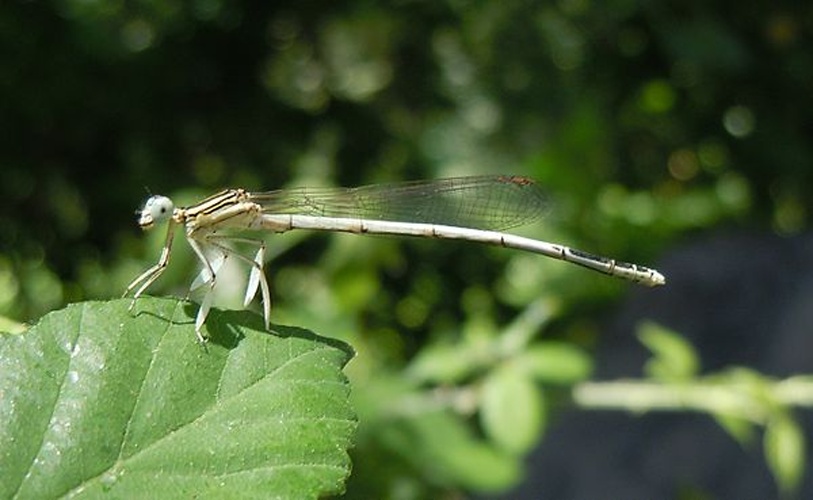 Platycnemis latipes &copy; <a href="//commons.wikimedia.org/wiki/User:Patrice78500" title="User:Patrice78500">Patrice78500</a>