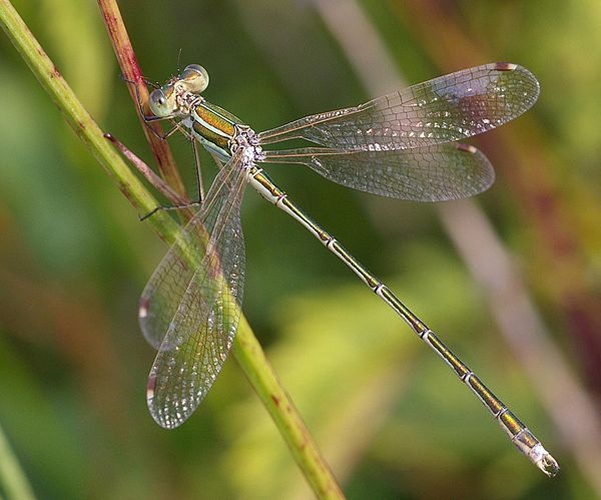 Lestes barbarus © <a href="//commons.wikimedia.org/wiki/User:Fice" title="User:Fice">Christian Fischer</a>